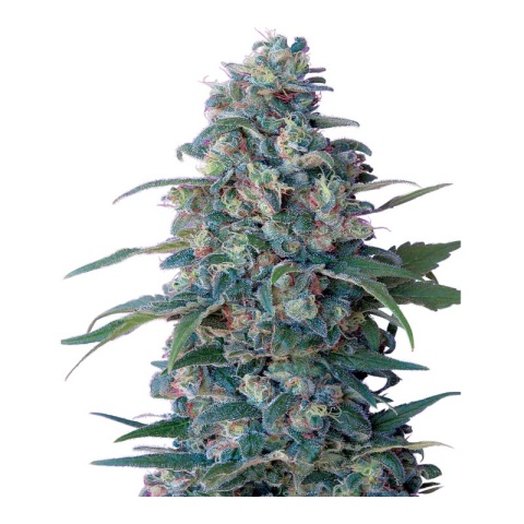 Hashberry Cannabis Seeds