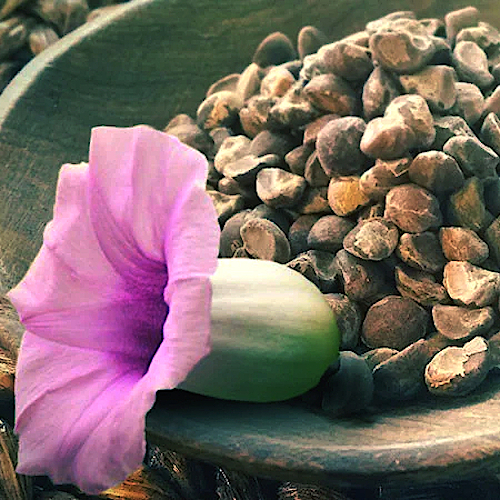 Hawaiian Baby Woodrose Seeds 1