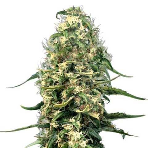 Hawaiian Snow Cannabis Seeds