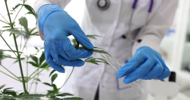 Health Benefits of Cannabis in Drummondville