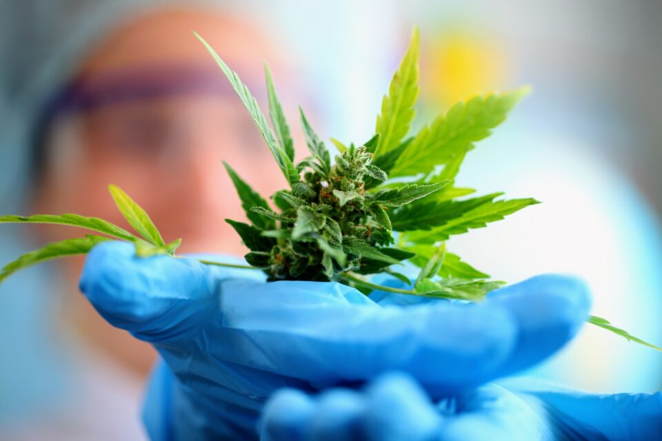 Health Benefits of Cannabis in Lakewood