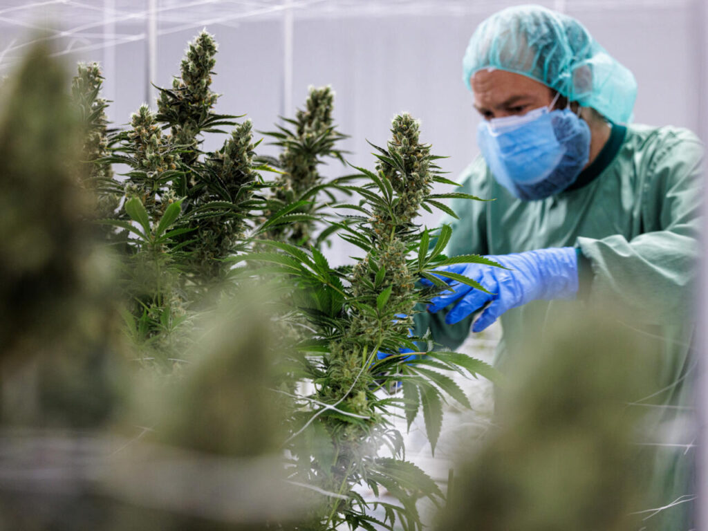 Health Benefits of Cannabis in Martensville