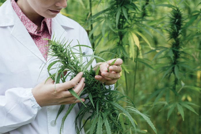 Health Benefits of Cannabis in Mayo