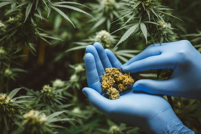 Health Benefits of Cannabis in Palatine