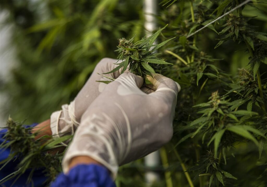 Health Benefits of Cannabis in Warman