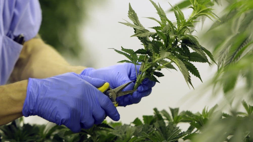 Health Benefits of Cannabis in Watson Lake