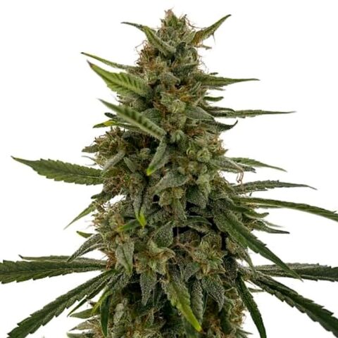 Hells OG Haze Cannabis Seeds