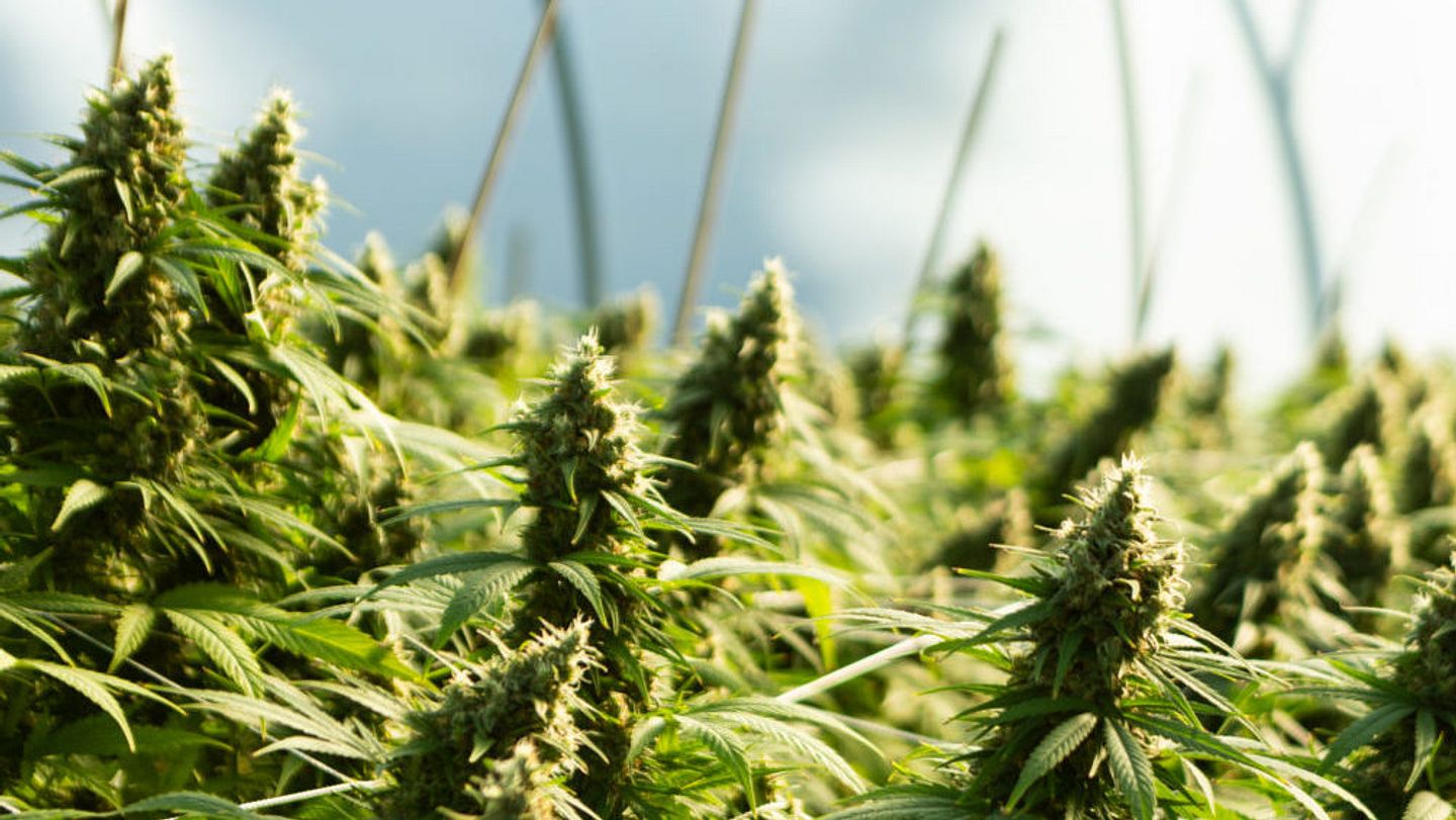 Cultivation Environment and Control