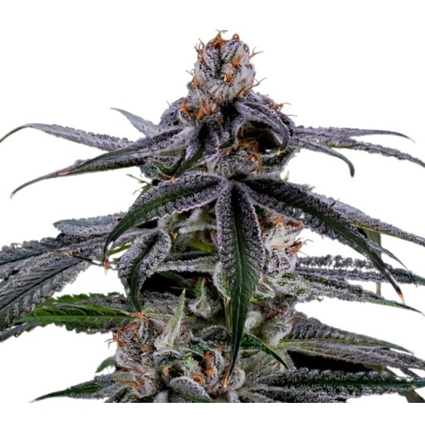 Highwayman Cannabis Seeds