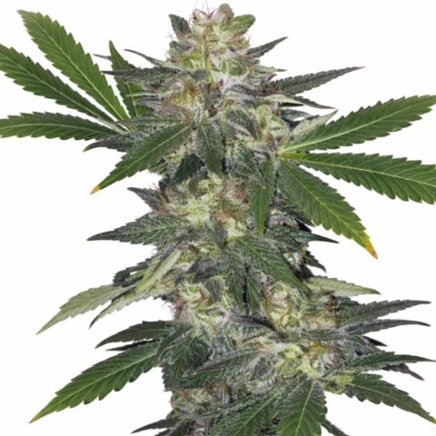 Hogs Breath cannabis seeds