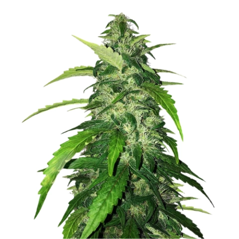 Holy Grail Kush Cannabis Seeds