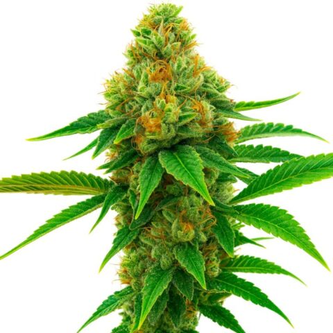 Honey Banana cannabis seeds