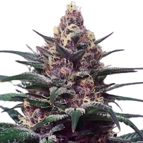 Honey Boo Boo Cannabis Seeds