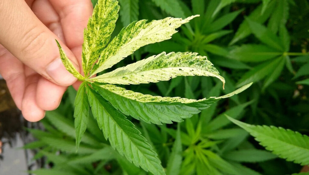 How Can HLVD in Cannabis Plants be Eliminated