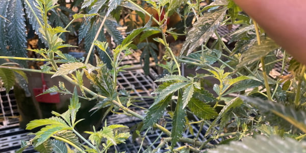 How is HLVd Contracted by Plants