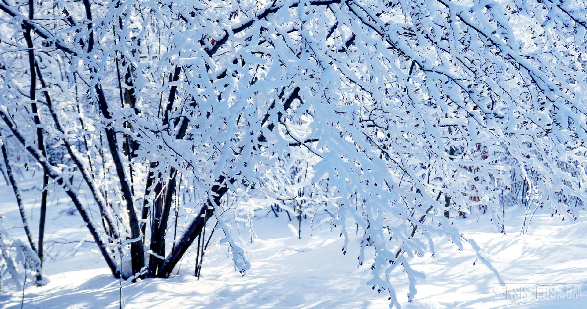 How to grow cannabis in winter SensiSeeds 1920x1013 1