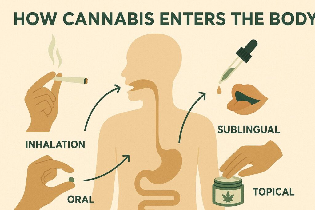 CBD and endocannabinoid system