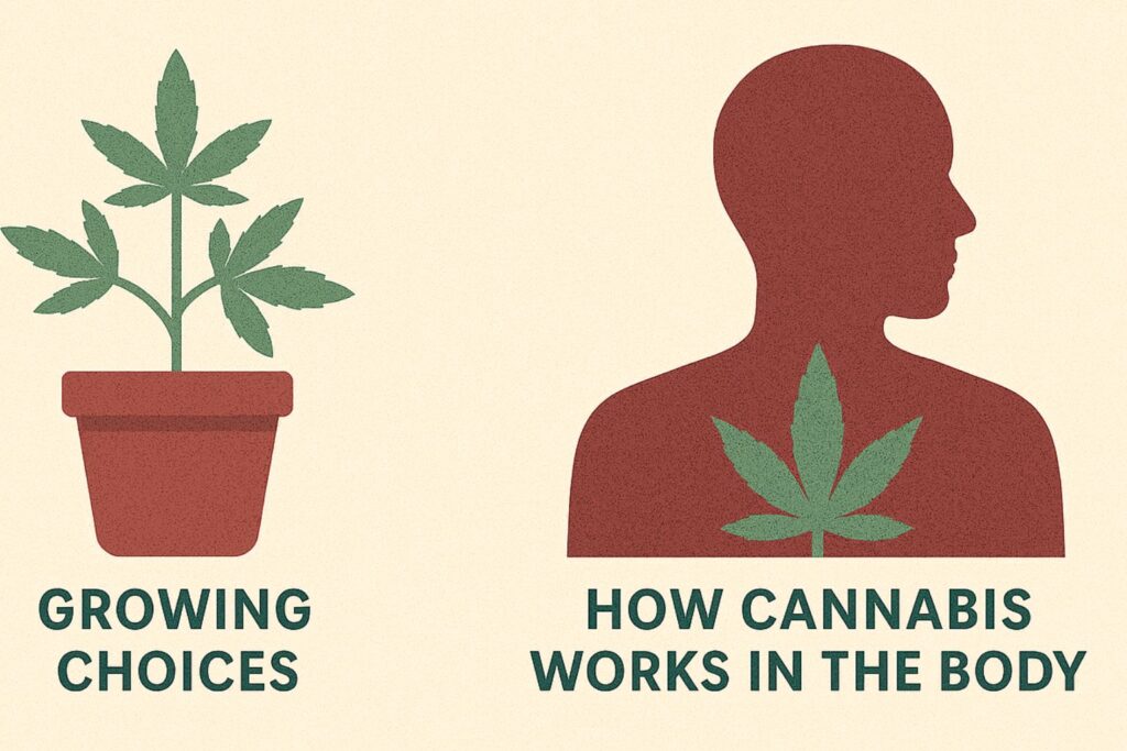 why does weed give you the munchies