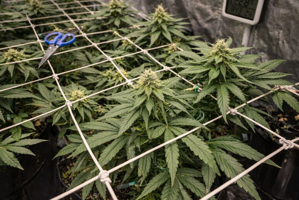 American Haze stretch management