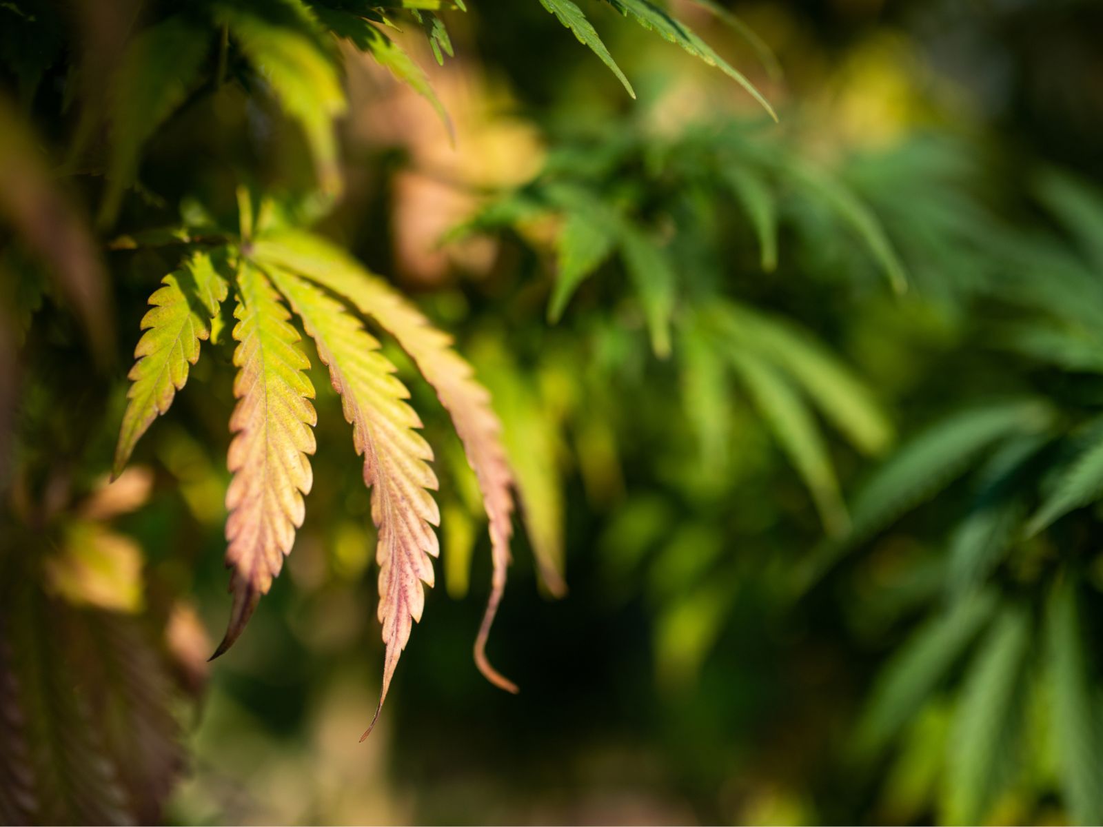 How Nutrients Affect Cannabis Plants