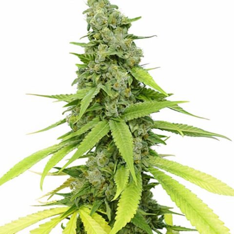 Hyper Critical Cannabis Seeds