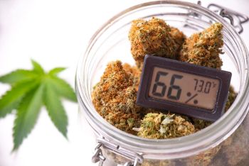 ideal humidity for cannabis