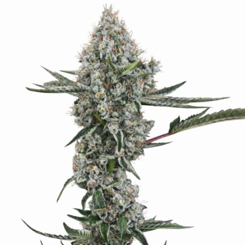 Illuminati OG Cannabis Seeds