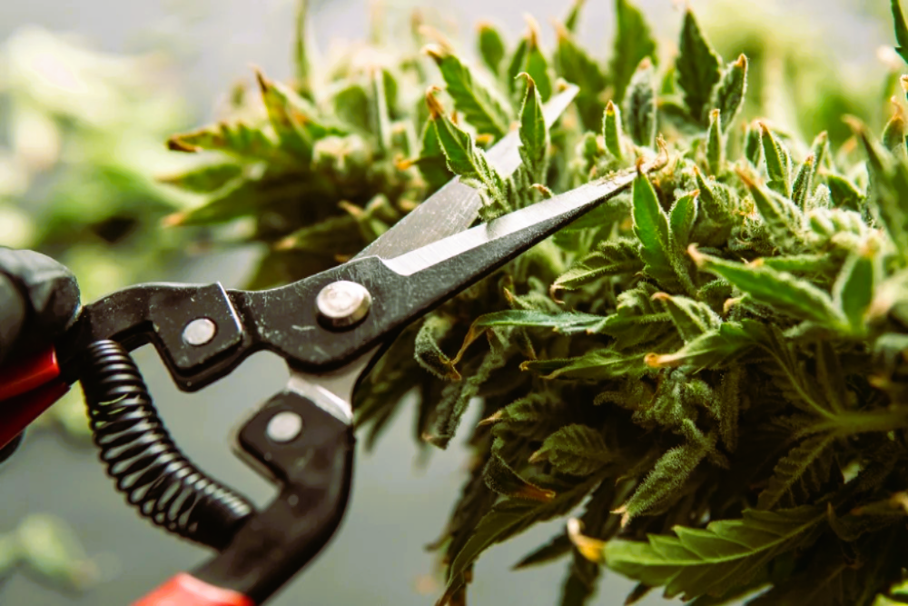 Impact of Harvest Timing on Cannabinoid and Terpene Profiles in Medical Cannabis