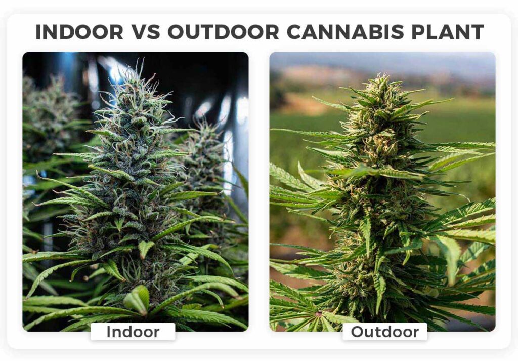 outdoor cannabis growing