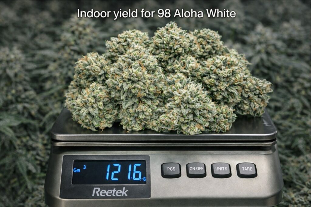 indoor yield for 98 Aloha White