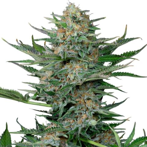 Industrial Plant Cannabis Seeds