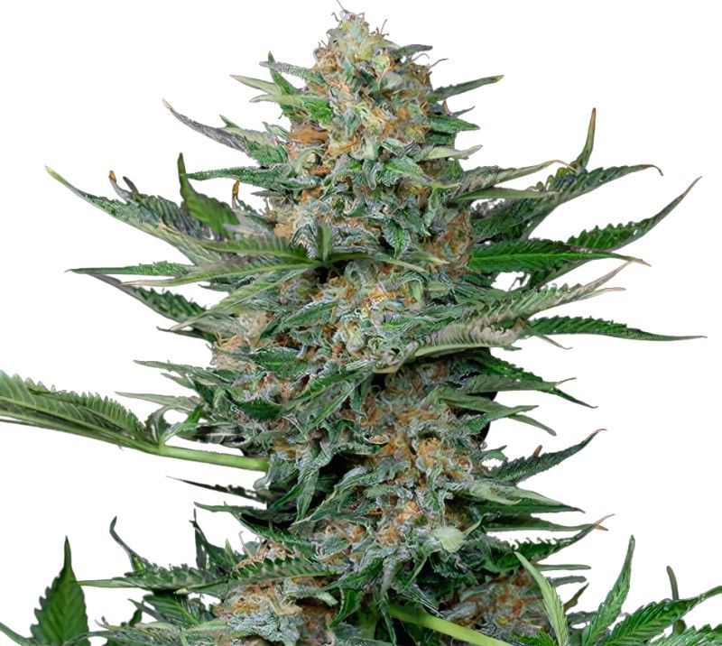 Industrial Plant Cannabis Seeds