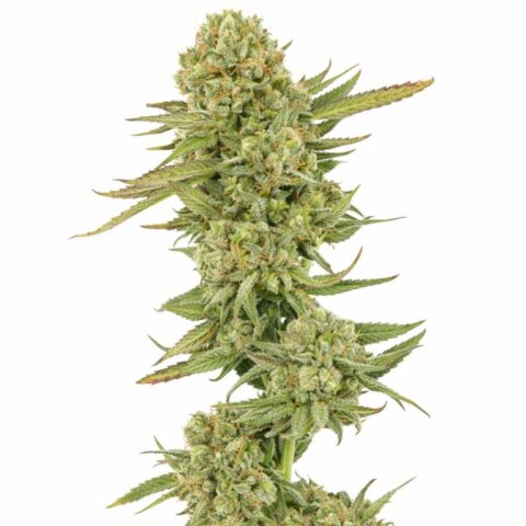 Ingrid cannabis seeds