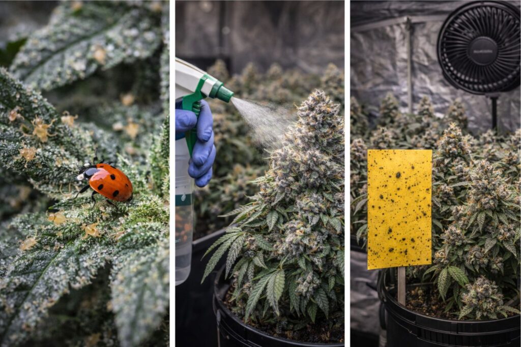 Integrated pest management 5