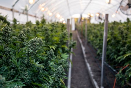 Is OG kush a sativa or indica