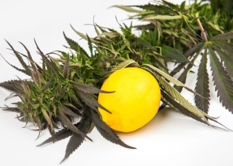 Is OG kush a sativa or indica lemon