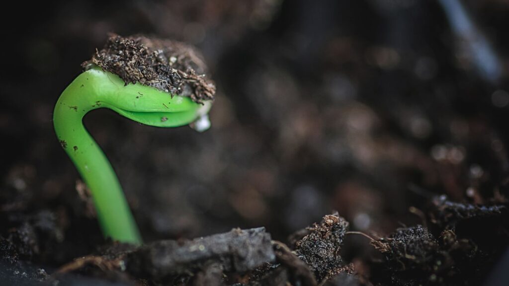 Is it necessary to stratify seeds in darkness