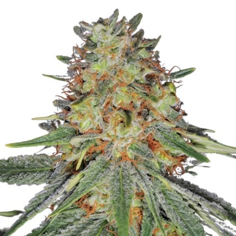 Jack Frost Cannabis Seeds