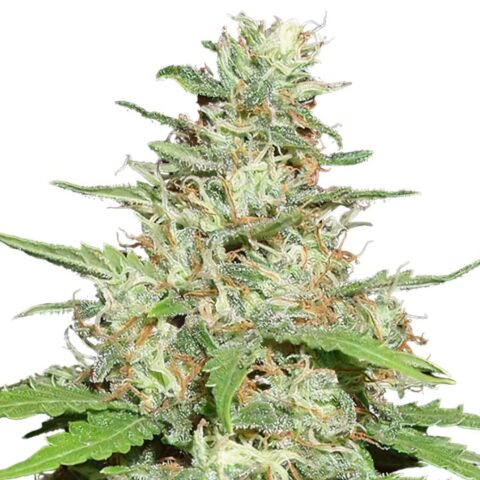 Jack the Ripper Cannabis Seeds