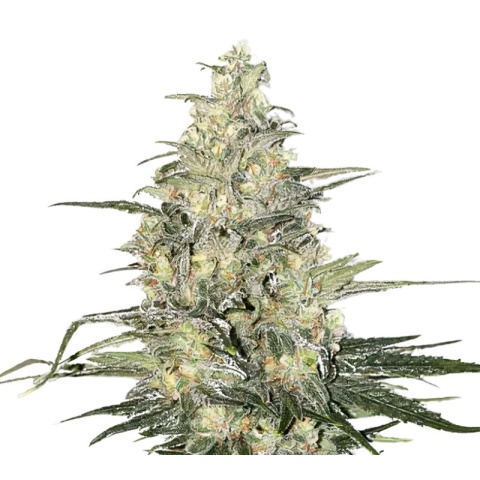 Jager Cannabis Seeds