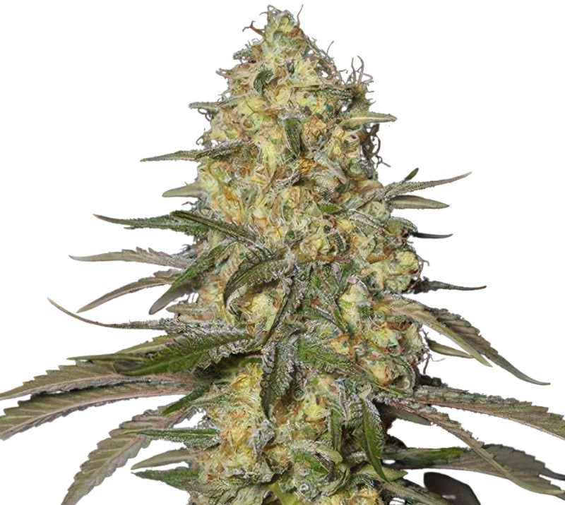 Jamaican Dream Cannabis Seeds