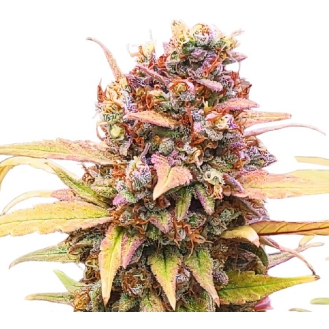 Jawa Pie Cannabis Seeds