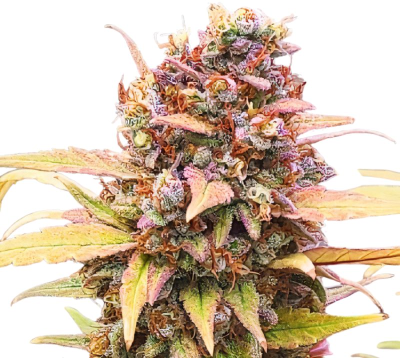 Jawa Pie Cannabis Seeds