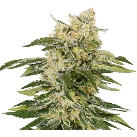 Jedi Kush Cannabis Seeds