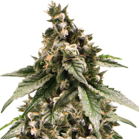 Jesus OG Cannabis Seeds