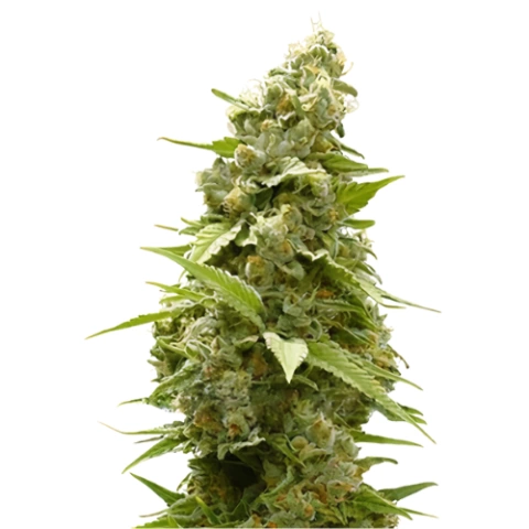 Jet Fuel Cannabis Seeds