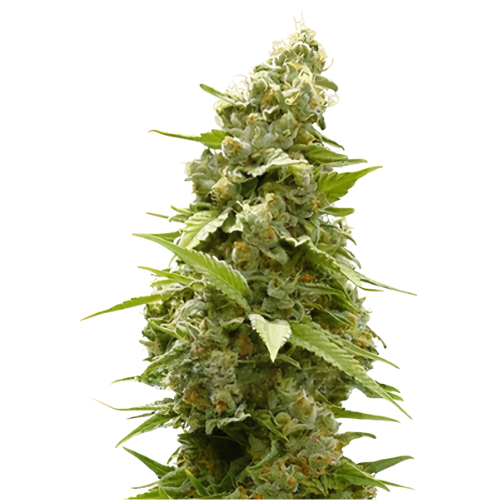 Jet Fuel Cannabis Seeds