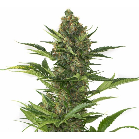 Josh D OG Cannabis Seeds