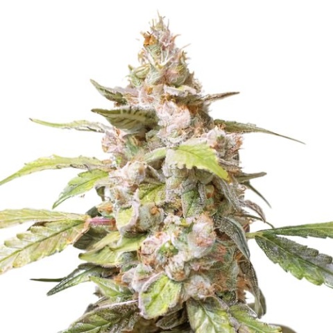 Juicy Fruit Cannabis Seeds