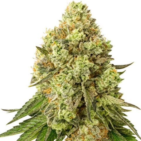 Jungle Cookie Cannabis Seeds